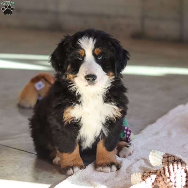 Bailey, Bernese Mountain Dog Puppy
